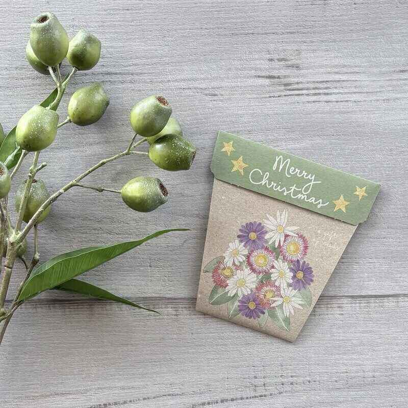 Gift of Seeds Christmas Native Daisies seed pack with everlasting daisy, Swan River daisy and strawflower varieties in a flower-pot-shaped cardboard envelope.