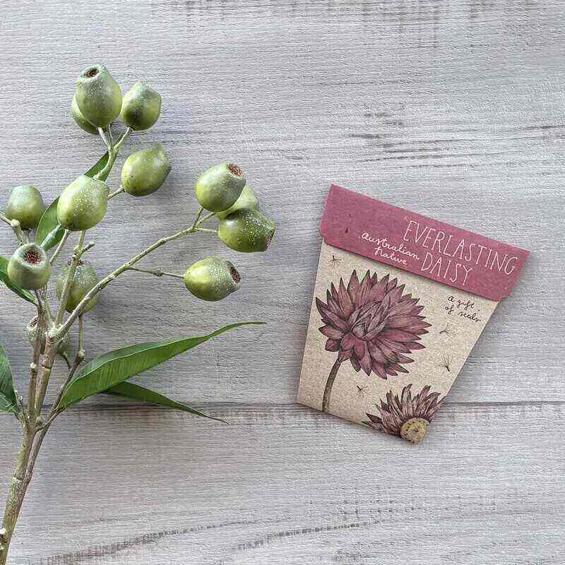Gift of Seeds Everlasting Daisy seed packet featuring Rhodanthe chlorocephala seeds in a flower-pot-shaped cardboard envelope.