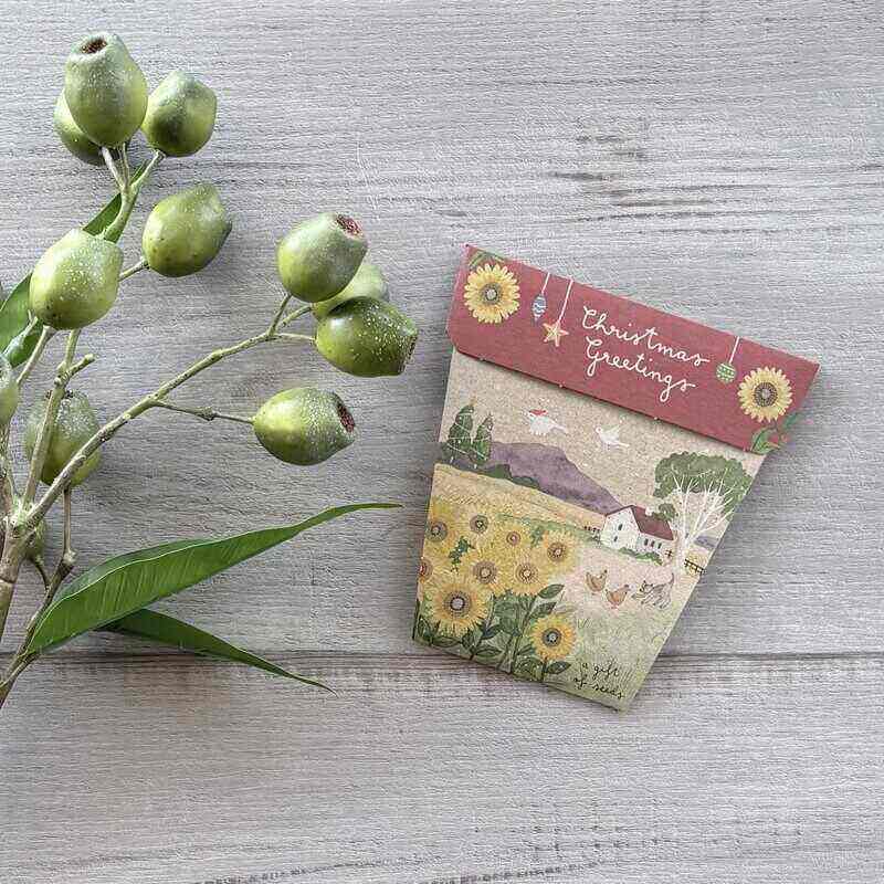 Gift of Seeds Christmas Sunflowers seed pack featuring sunflower seeds in a festive cardboard envelope shaped like a flower pot.