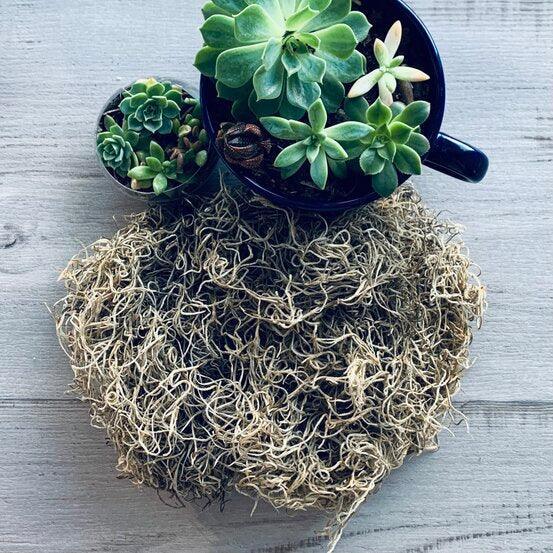 Preserved Spanish Moss-100gms - centaur packaging